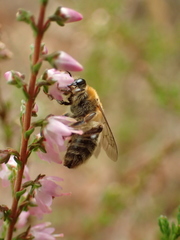 Andrena fuscipes