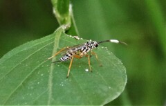 Lymeon orbus