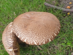 Leccinum scabrum