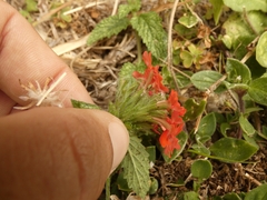 Glandularia peruviana
