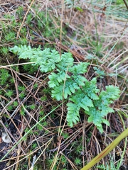 Dryopteris dilatata