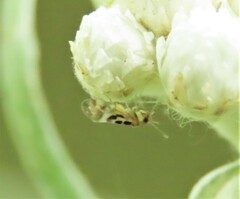 Graphopsocus cruciatus
