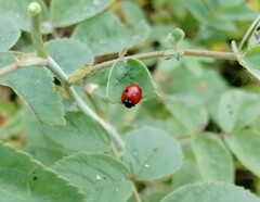Coccinella quinquepunctata