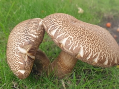 Leccinum scabrum