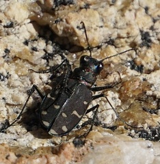 Cicindela oregona