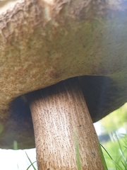 Leccinum scabrum