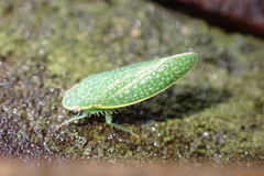 Rugosana querci