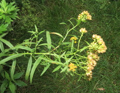 Euthamia graminifolia