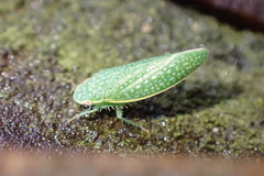 Rugosana querci