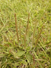 Plantago australis