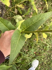 Silphium