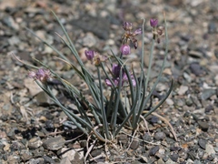 Allium mongolicum