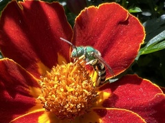 Agapostemon virescens