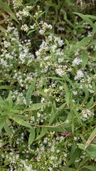 Symphyotrichum lateriflorum