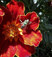 Agapostemon virescens