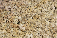 Cicindela oregona