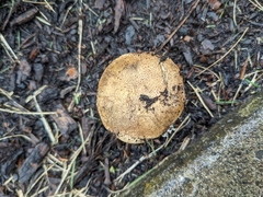 Scleroderma