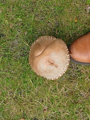 Leccinum scabrum