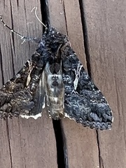 Ctenoplusia oxygramma