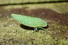 Rugosana querci