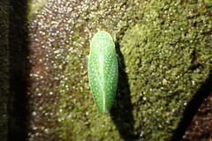 Rugosana querci