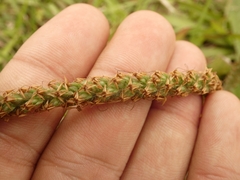 Plantago australis