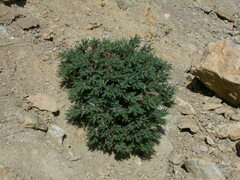 Astragalus creticus