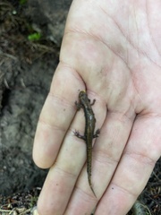 Desmognathus ochrophaeus