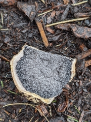 Scleroderma