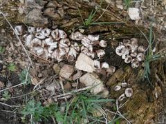 Lycoperdon nigrescens