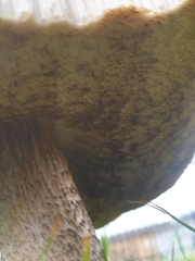 Leccinum scabrum