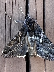 Ctenoplusia oxygramma