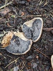 Scleroderma