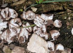 Lycoperdon nigrescens