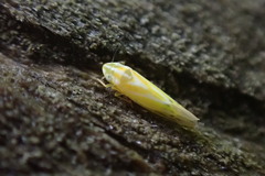 Erythridula