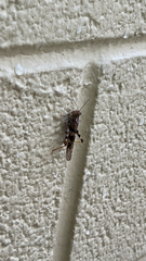 Trimerotropis pallidipennis