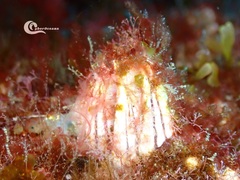 Megabalanus azoricus