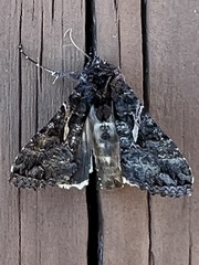 Ctenoplusia oxygramma