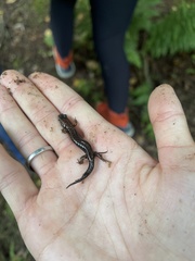 Desmognathus ochrophaeus