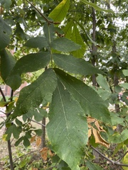 Carya cordiformis
