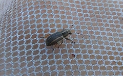 Sitona lineatus
