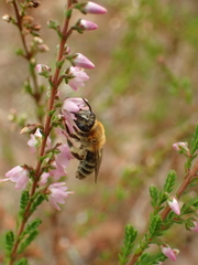 Andrena fuscipes
