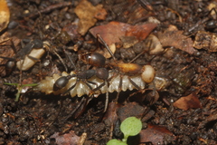 Eciton burchellii