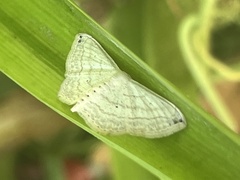 Scopula umbilicata