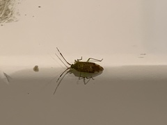 Pantilius tunicatus