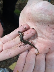 Desmognathus ochrophaeus