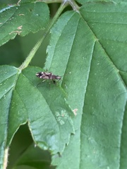 Neopamera albocincta