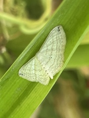 Scopula umbilicata