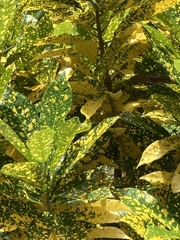 Codiaeum variegatum