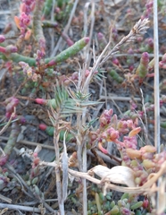 Cynodonteae